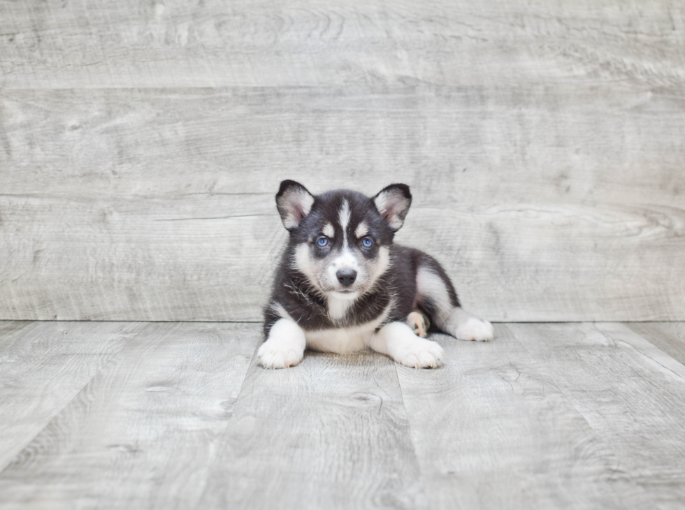 Best Pomsky Baby