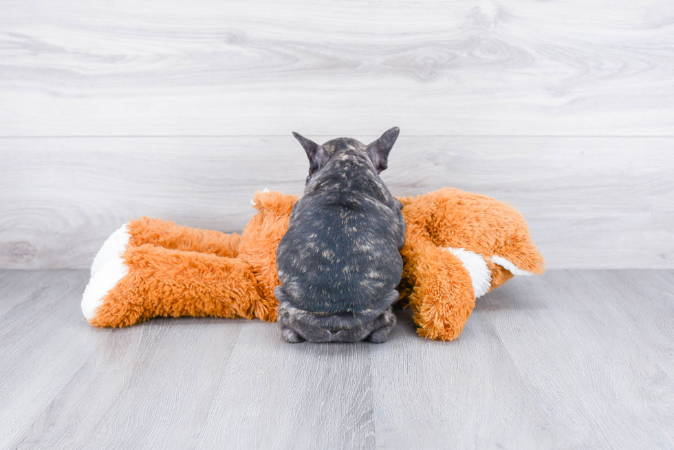 Popular French Bulldog Purebred Pup