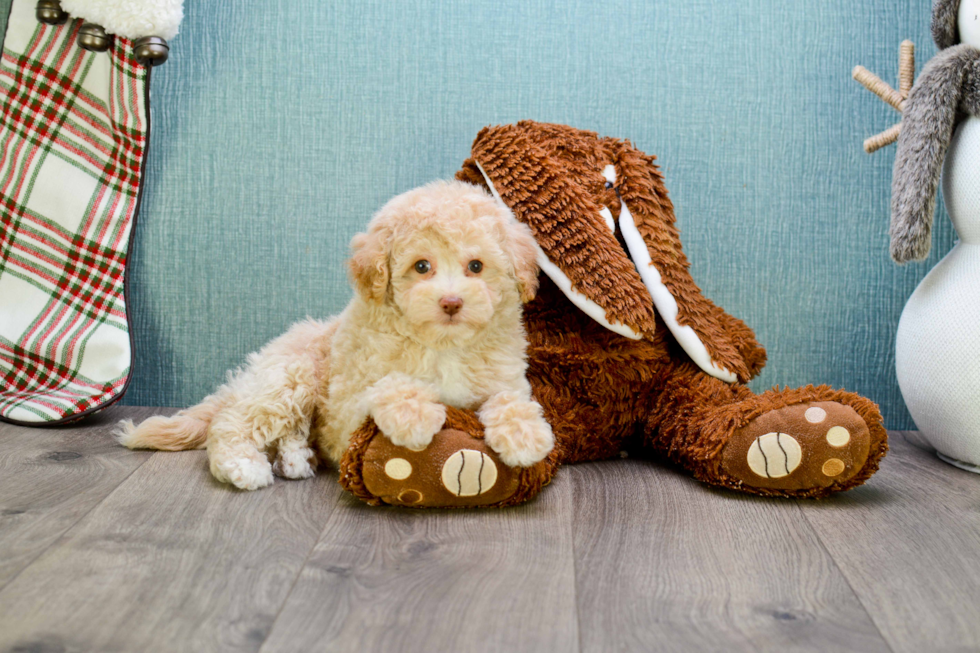 Fluffy Cavapoo Poodle Mix Pup