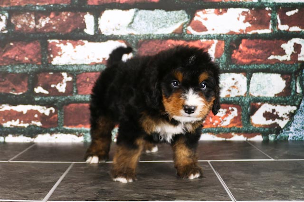 Energetic Bernadoodle Poodle Mix Puppy