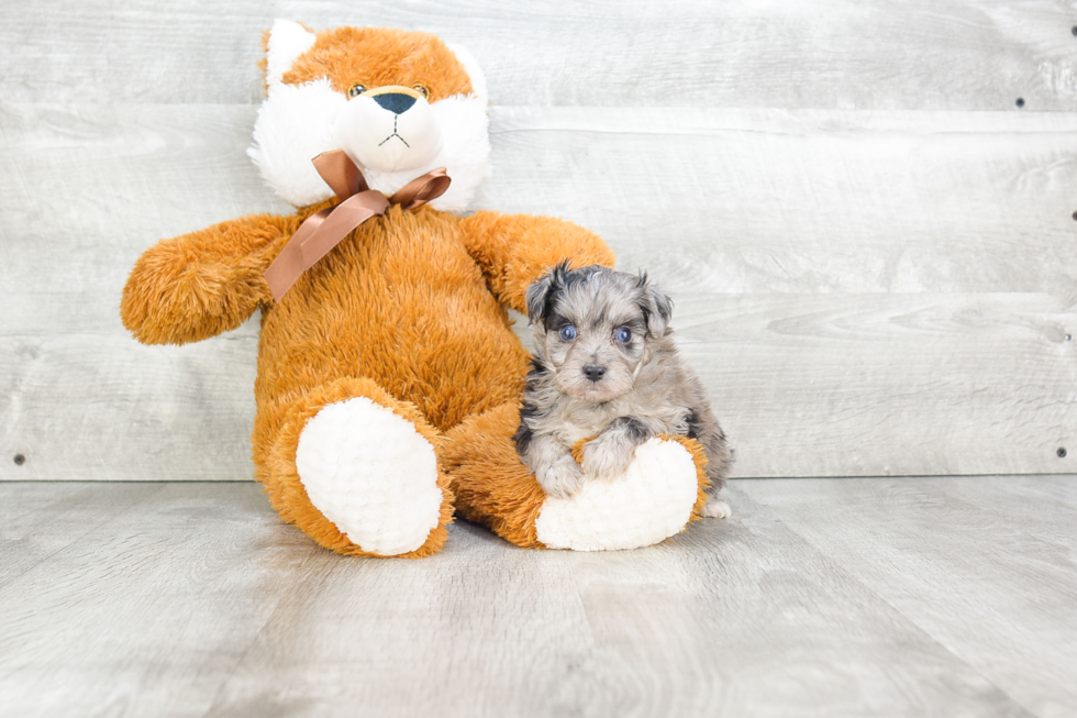 Mini Aussiedoodle Pup Being Cute