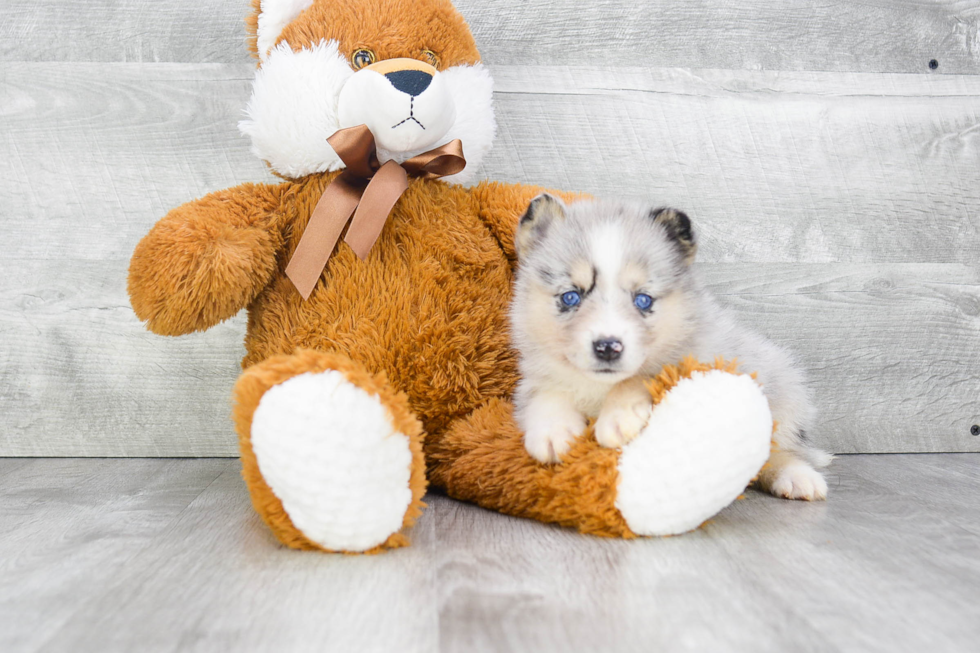 Cute Pomsky Baby