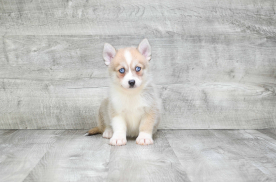 Pomsky Puppy for Adoption