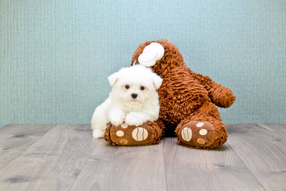 Smart Maltese Purebred Puppy