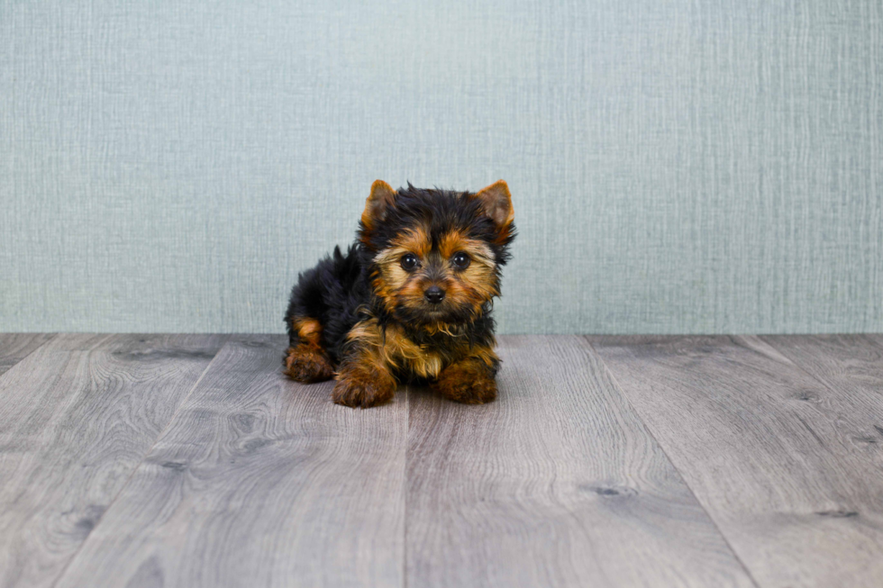 Meet Tinkerbell - our Yorkshire Terrier Puppy Photo 