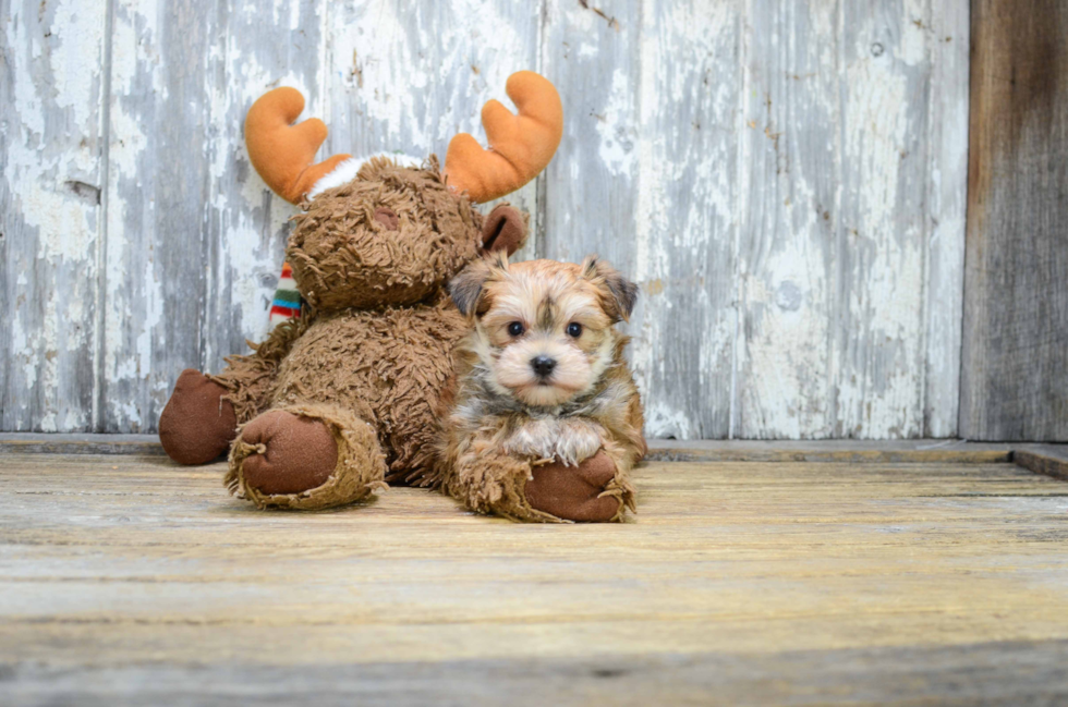 Morkie Puppy for Adoption