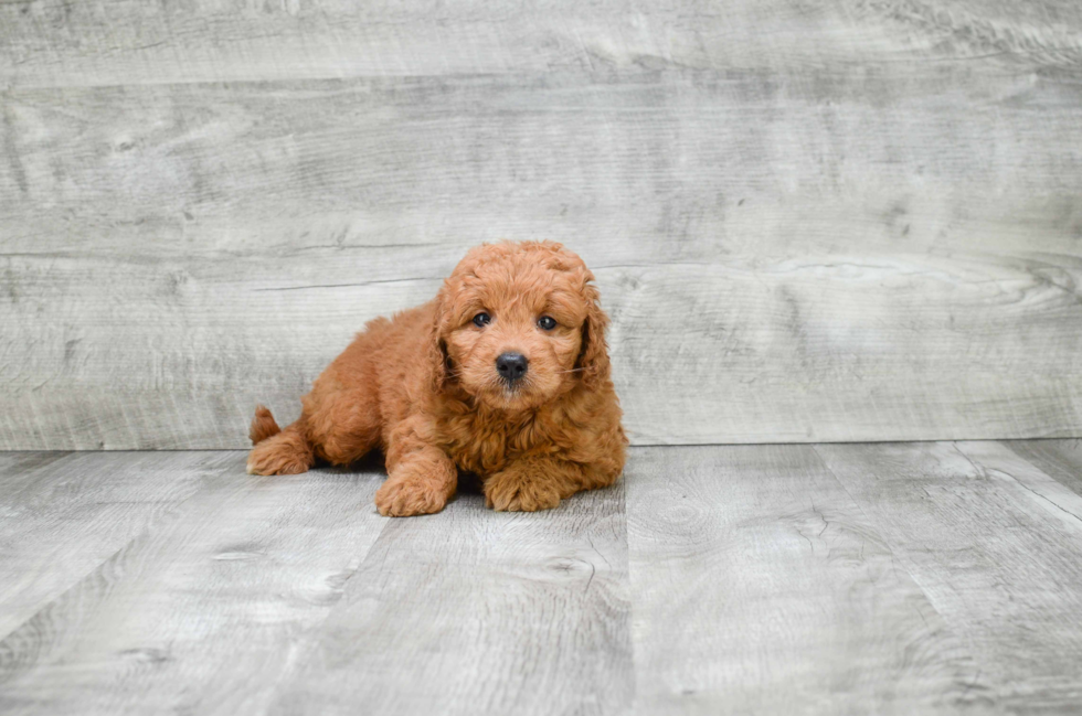 Mini Goldendoodle Puppy for Adoption