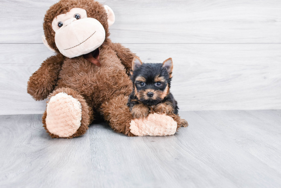 Meet Capone - our Yorkshire Terrier Puppy Photo 