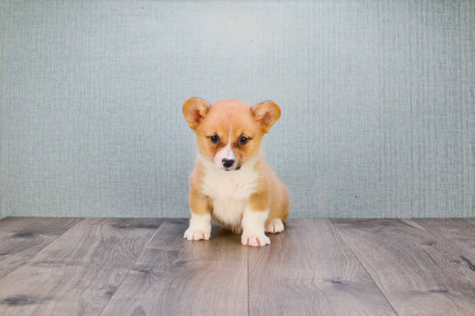 Cute Welsh Corgi Baby