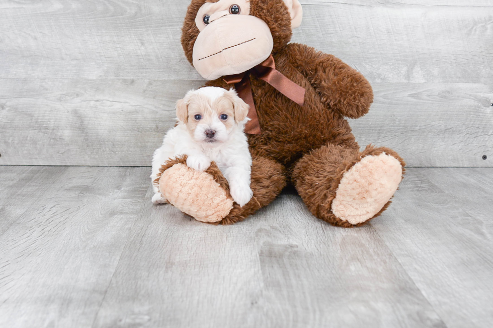 Best Maltipoo Baby