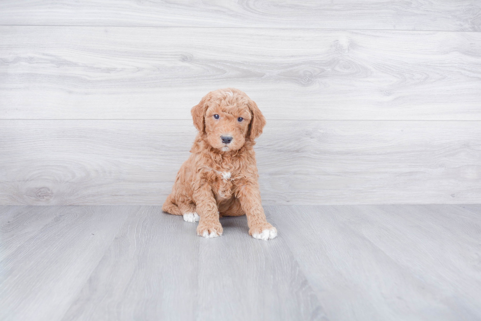 Best Mini Goldendoodle Baby