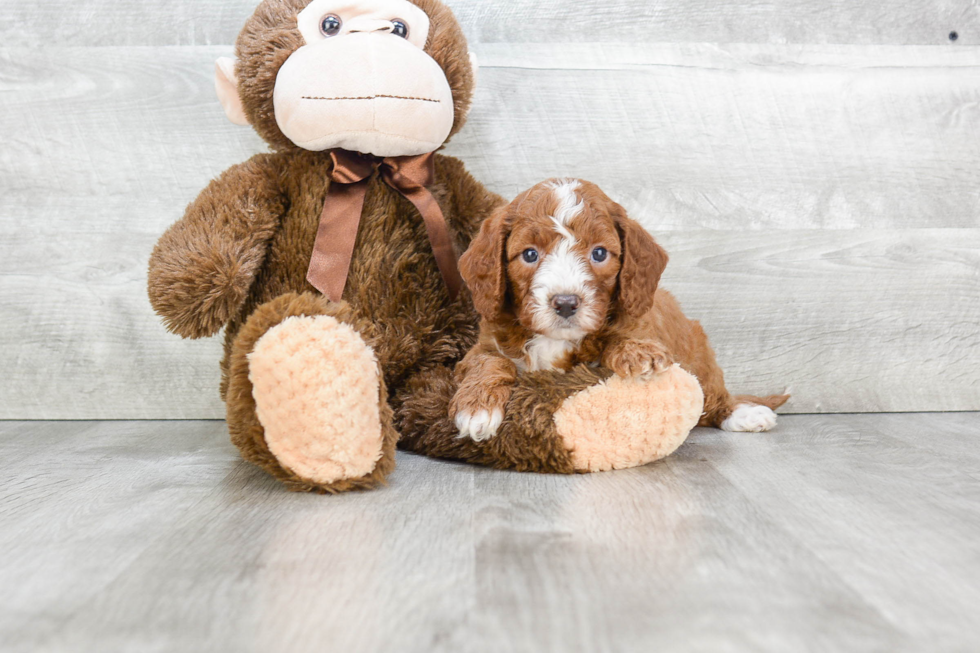 Mini Goldendoodle Puppy for Adoption