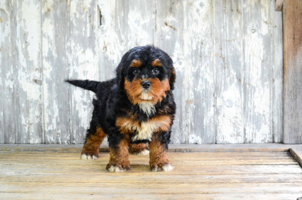 Friendly Mini Bernedoodle Baby