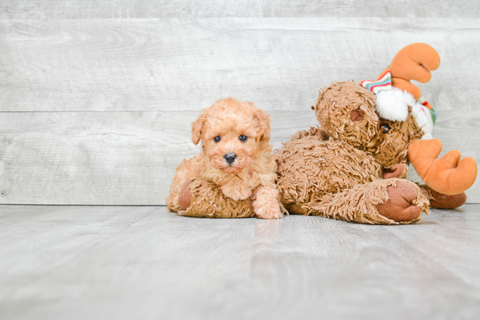 Poodle Pup Being Cute