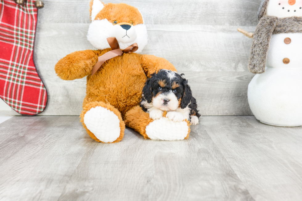 Petite Mini Bernedoodle Poodle Mix Pup