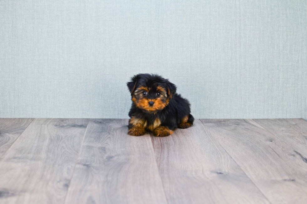 Meet Nugget - our Yorkshire Terrier Puppy Photo 