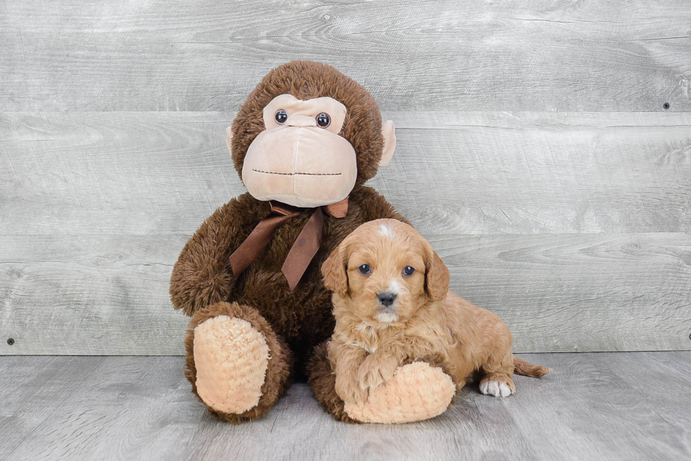 Cavapoo Pup Being Cute