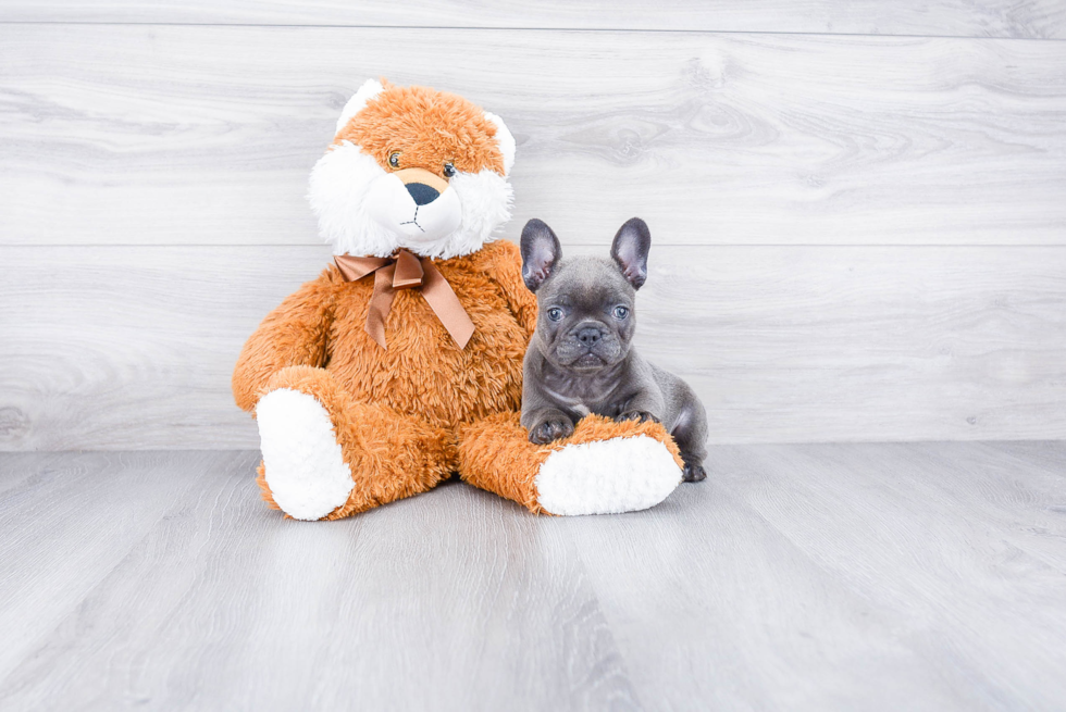 Best French Bulldog Baby