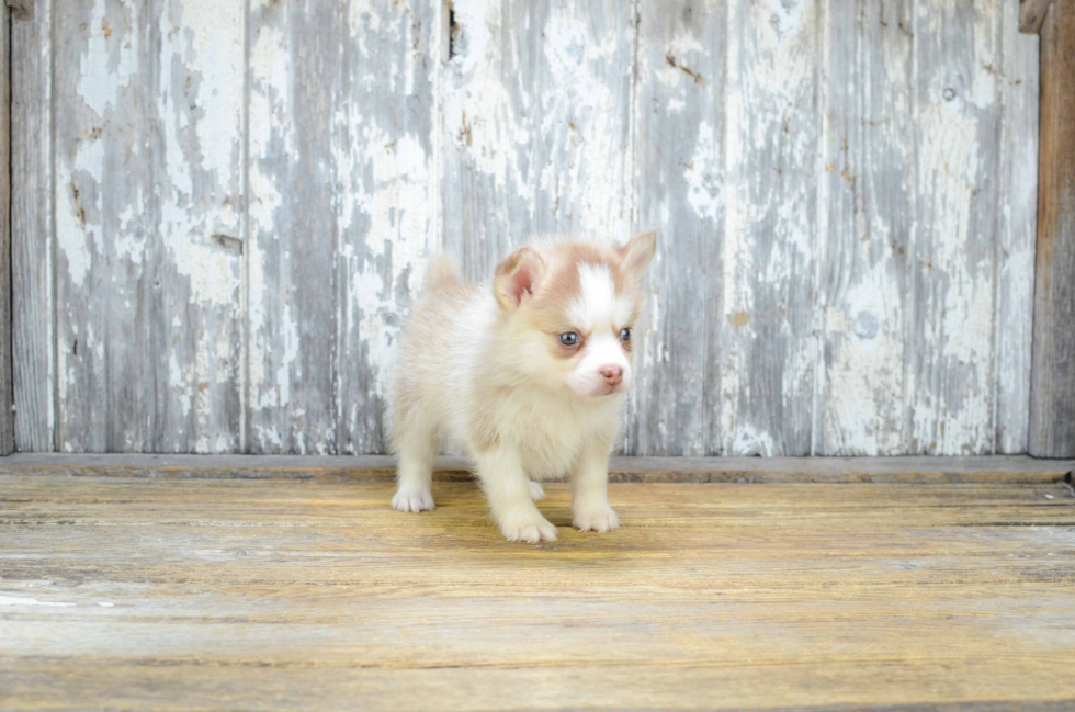 Adorable Mini Husky Designer Puppy