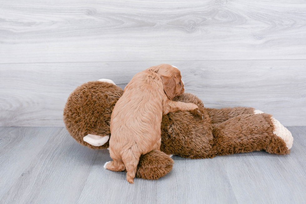 Cute Cavapoo Baby