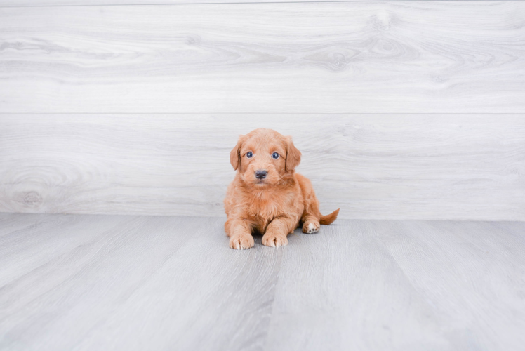 Smart Mini Goldendoodle Poodle Mix Pup