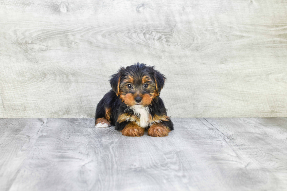 Meet Snickers - our Yorkshire Terrier Puppy Photo 