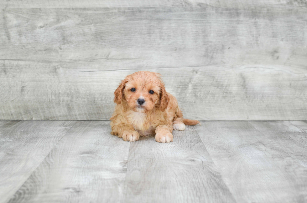 Cavapoo Pup Being Cute