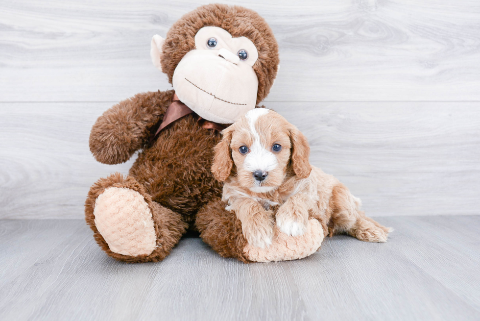 Cavapoo Pup Being Cute