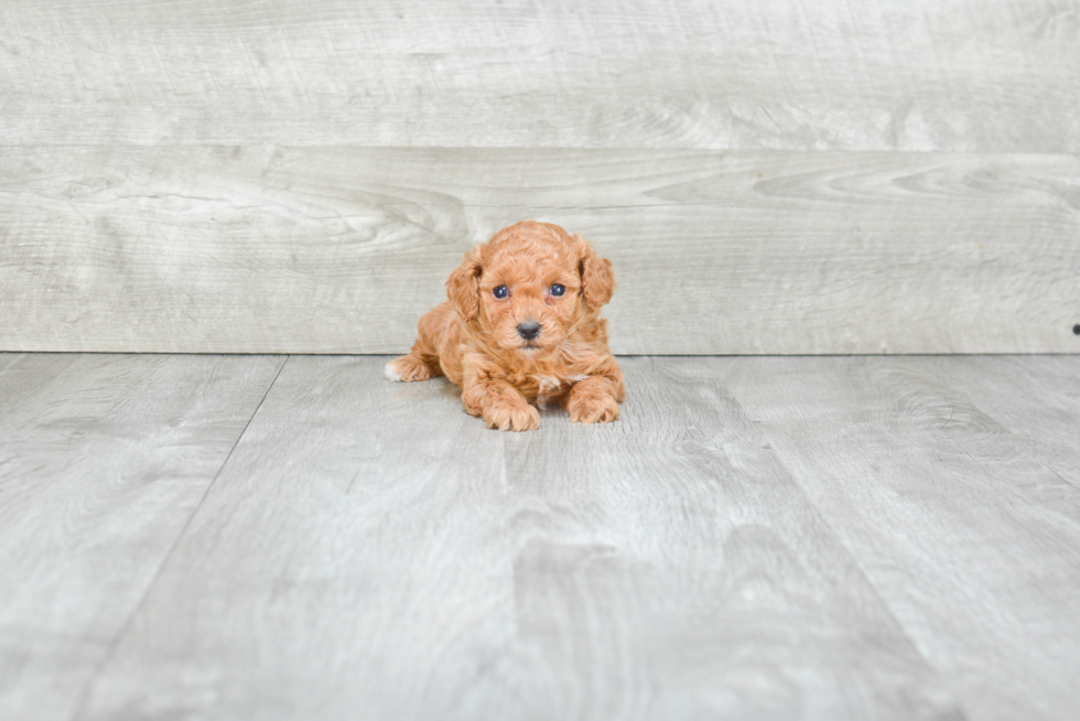 Friendly Poodle Baby