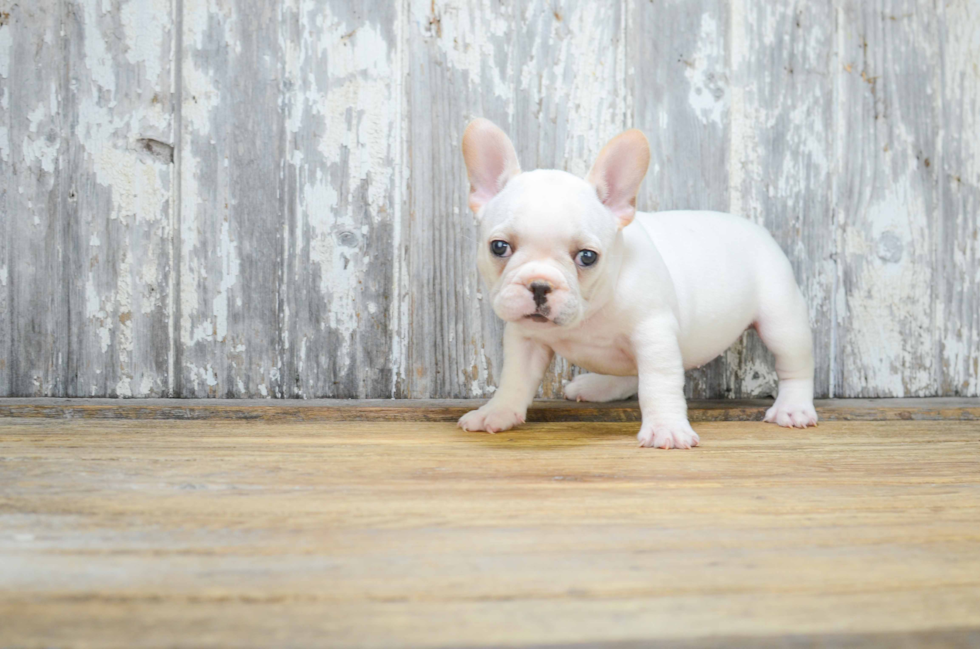 Small French Bulldog Purebred Pup