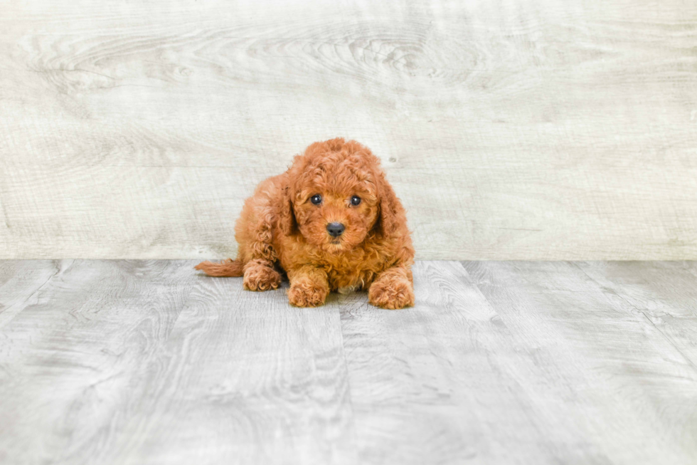 Petite Cavapoo Poodle Mix Pup