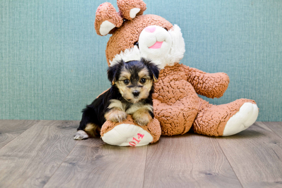 Morkie Pup Being Cute