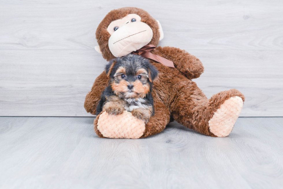 Meet Snickers - our Yorkshire Terrier Puppy Photo 