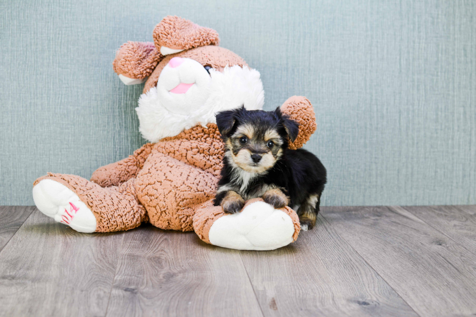 Friendly Morkie Baby