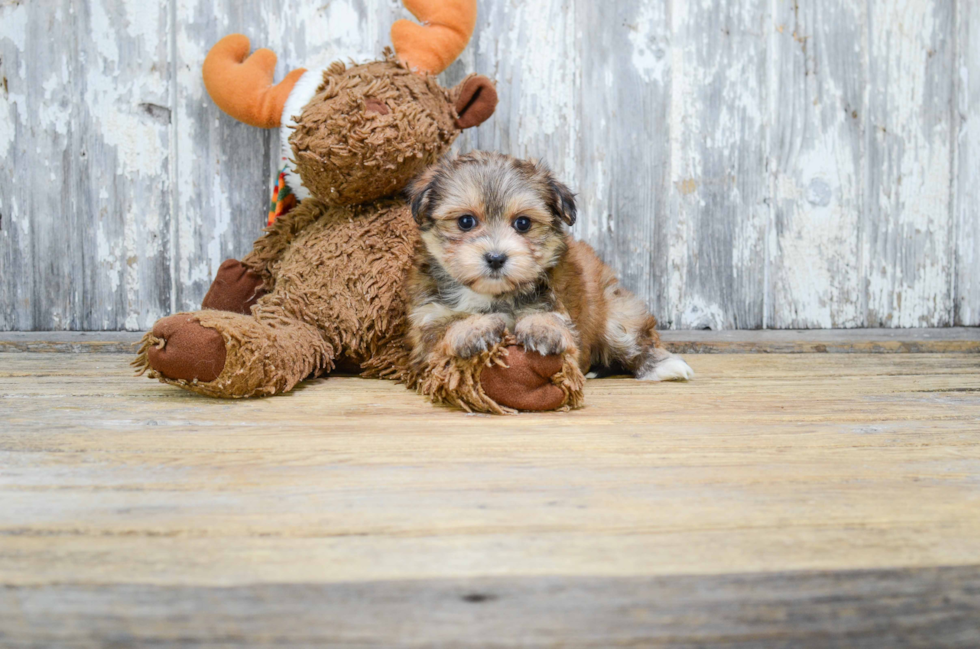 Best Morkie Baby