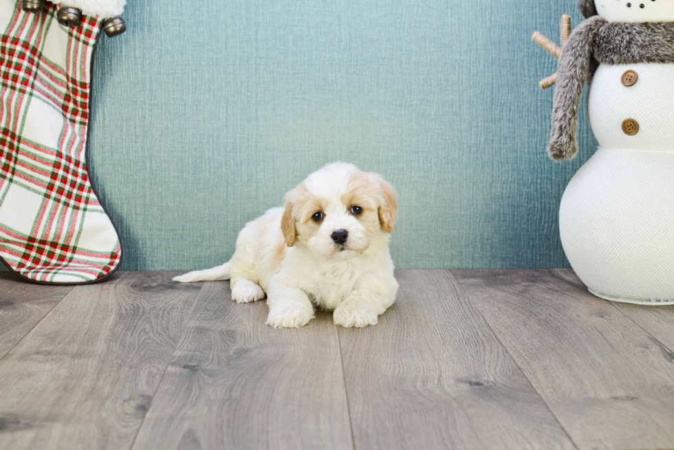 Smart Cavachon Designer Pup