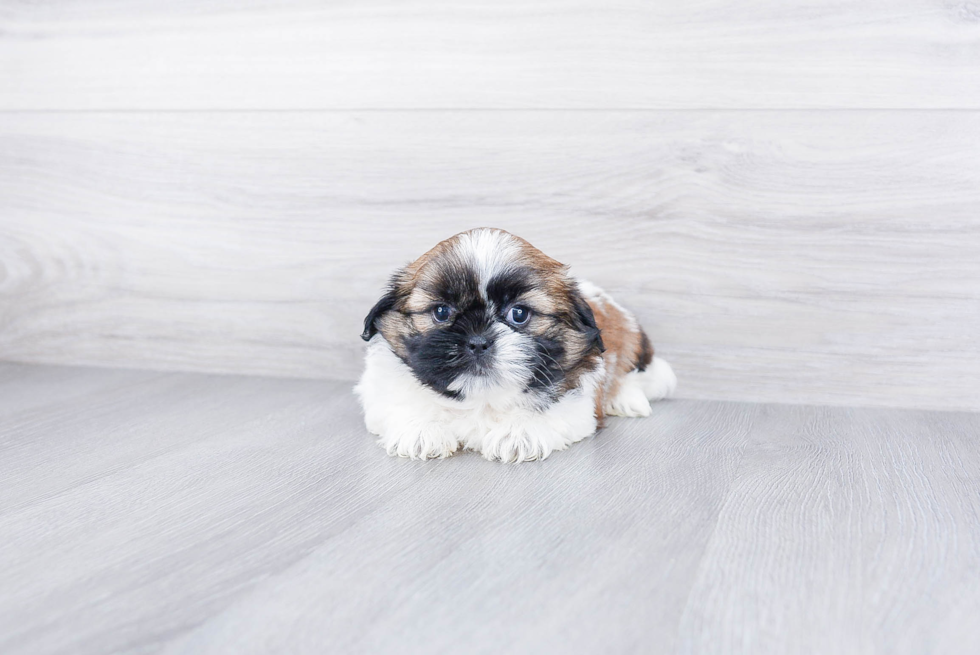 Best Teddy Bear Baby