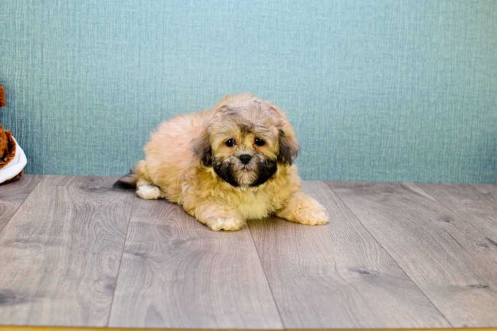 Teddy Bear Pup Being Cute