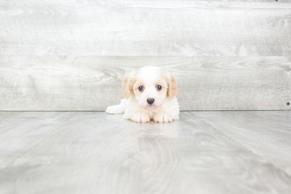 Cavachon Pup Being Cute