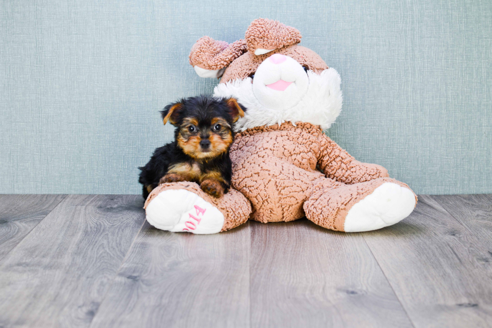 Meet Izzie - our Yorkshire Terrier Puppy Photo 