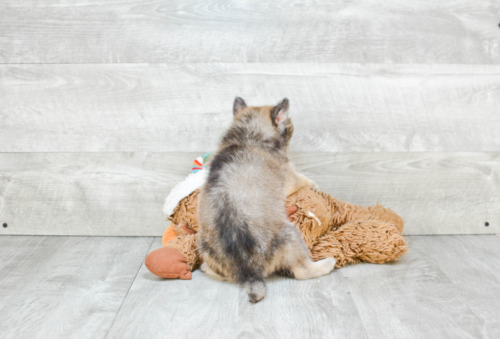 Pomsky Pup Being Cute