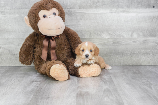 Smart Cavapoo Poodle Mix Pup