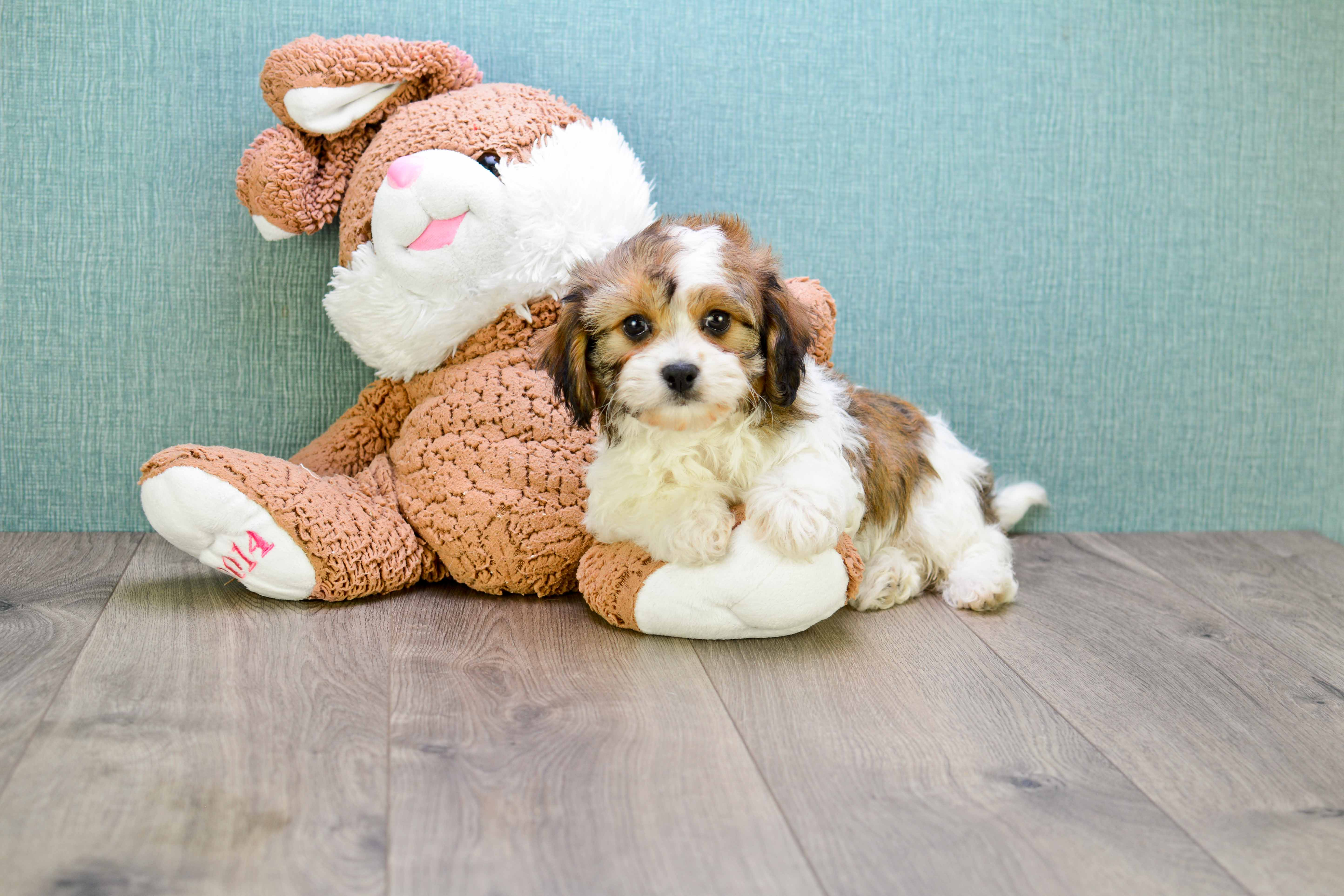 Adorable Cavalier Designer Puppy