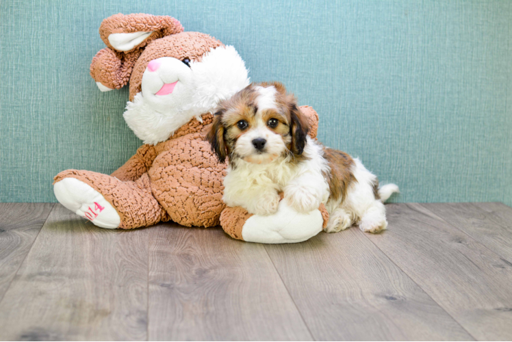 Adorable Cavalier Designer Puppy