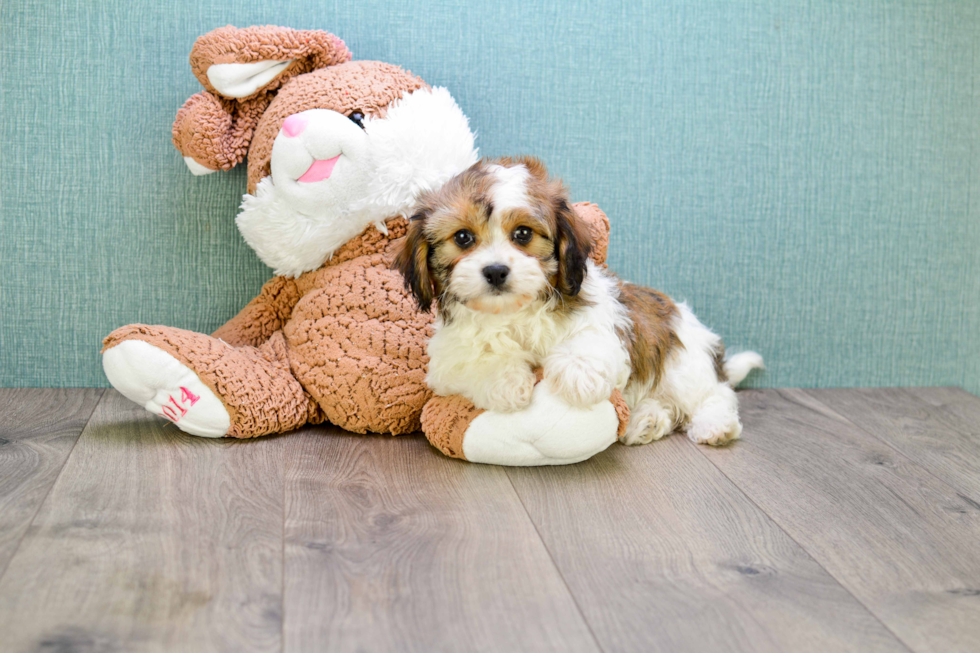 Adorable Cavalier Designer Puppy