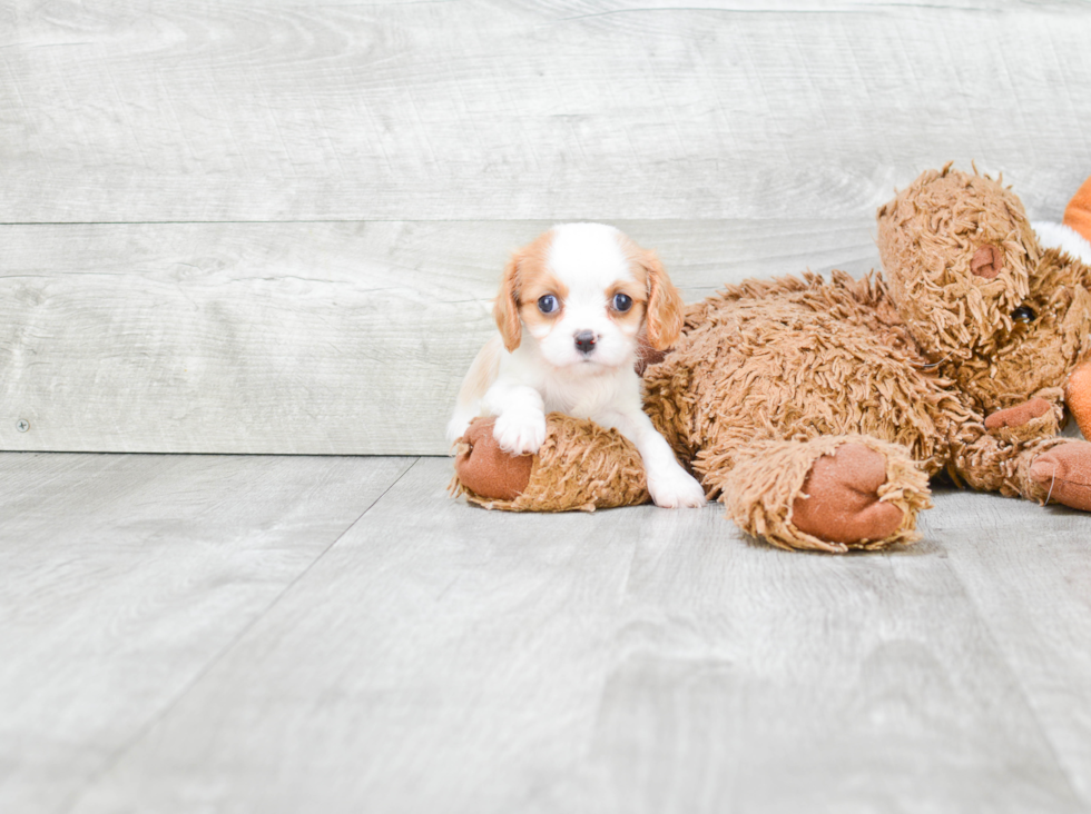 Friendly Cavalier King Charles Spaniel Purebred Pup