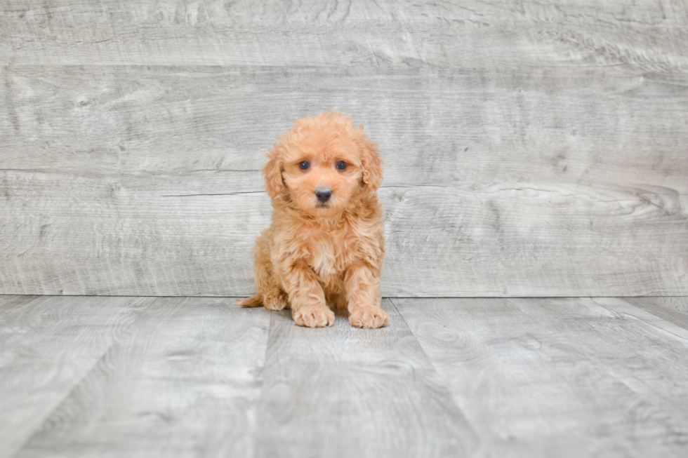 Adorable Golden Retriever Poodle Mix Puppy