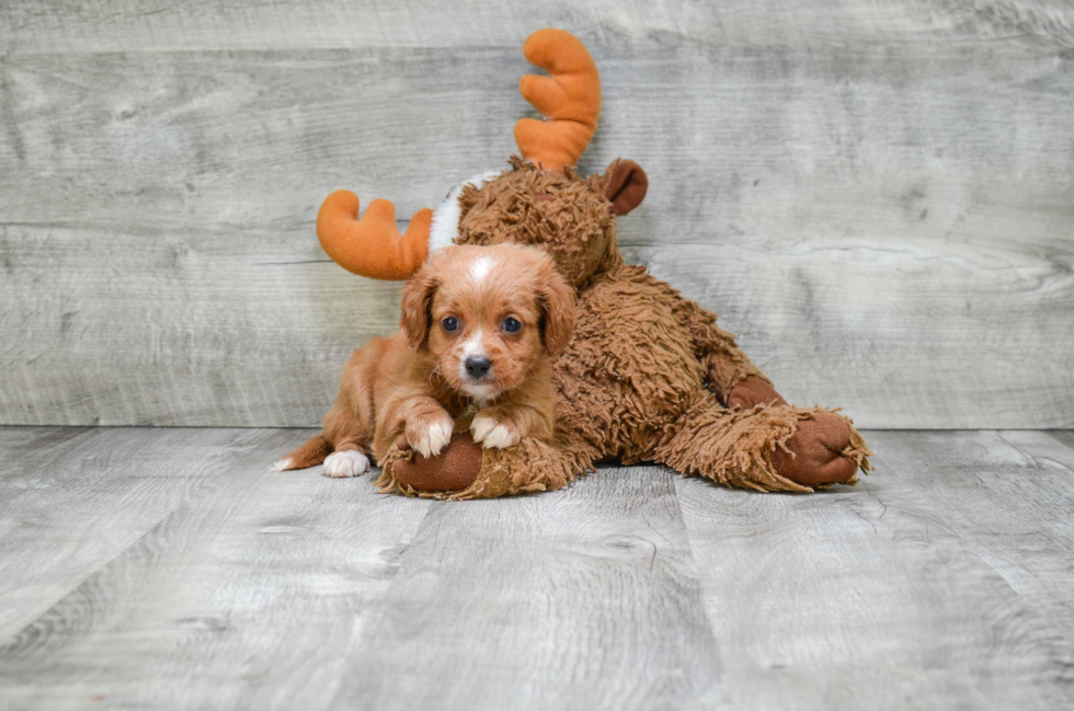 Adorable Cavoodle Poodle Mix Puppy