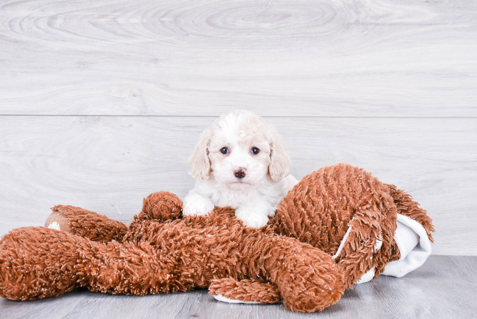 Playful Cockerpoo Poodle Mix Puppy