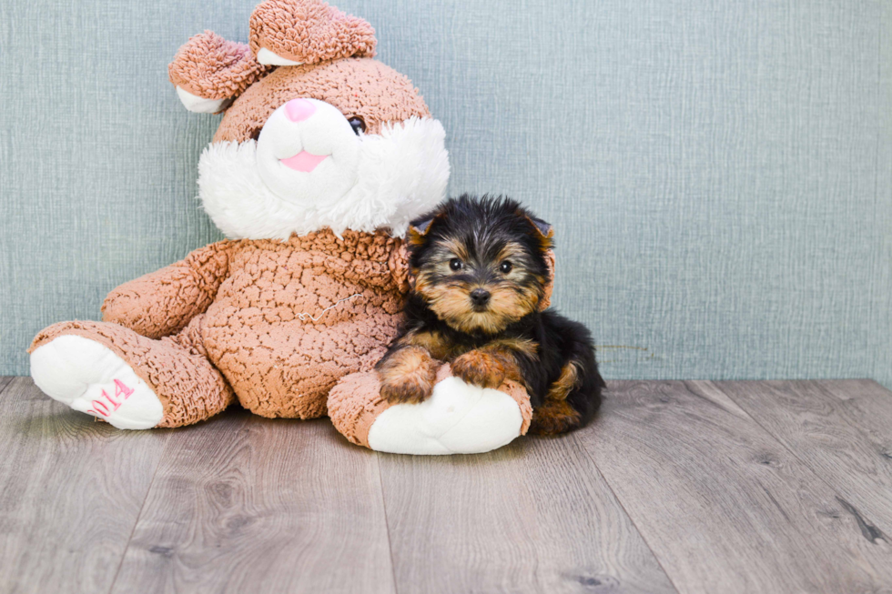 Meet Beckham - our Yorkshire Terrier Puppy Photo 